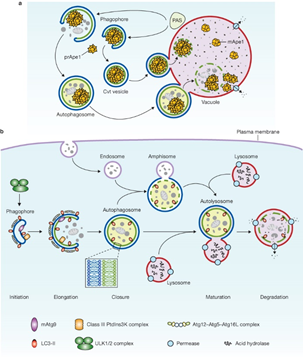 細(xì)胞自噬概念和基本過程 基因