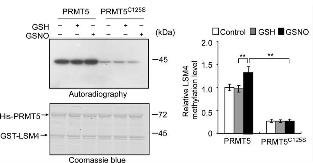 PRMT5第125位半胱氨酸的亞硝基化修飾增強(qiáng)其甲基轉(zhuǎn)移酶的活性并介導(dǎo)其對(duì)NO的相應(yīng)