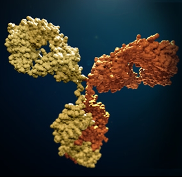 抗體的定義及分類(lèi)